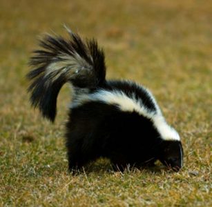 A Scent of Skunk Image